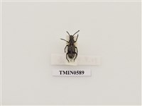 藏品(長角象鼻蟲科)的圖片